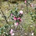 茶花树10cm以下