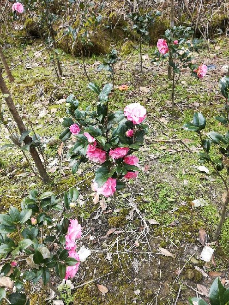茶花树10cm以下