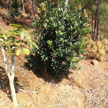 茶花树10cm以下