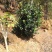 茶花树10cm以下