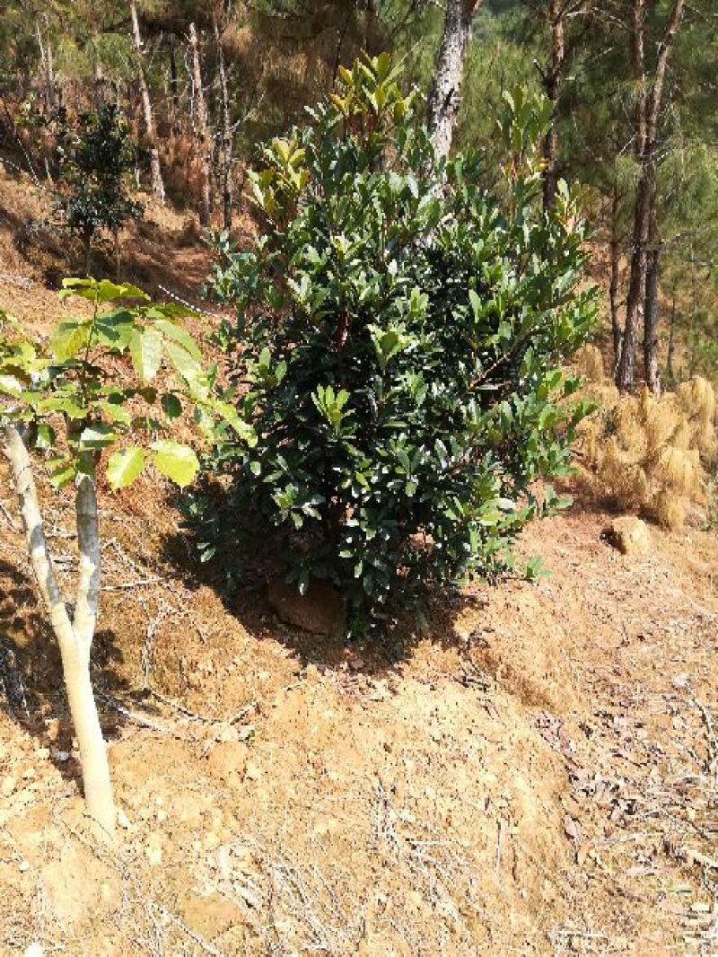 茶花树10cm以下
