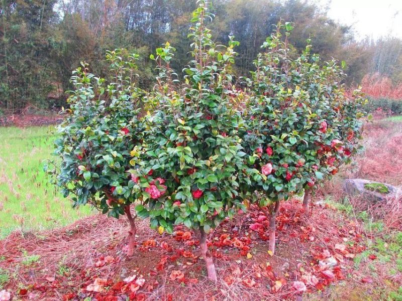茶花树10cm以下