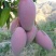 芒果苗1~1.5m