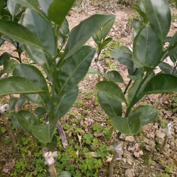 沙糖桔苗50~80cm