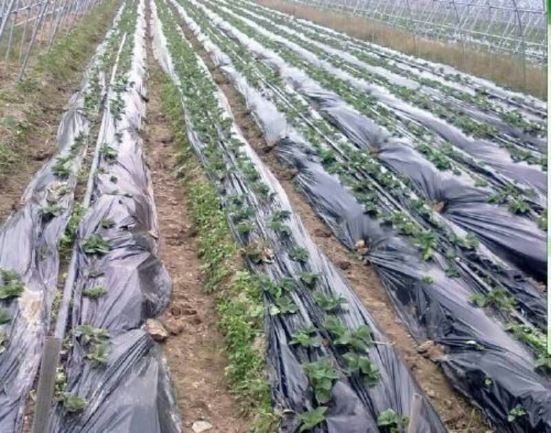 单白双白地膜农用黑白双色膜保温保湿除草薄膜果园蔬菜大棚薄