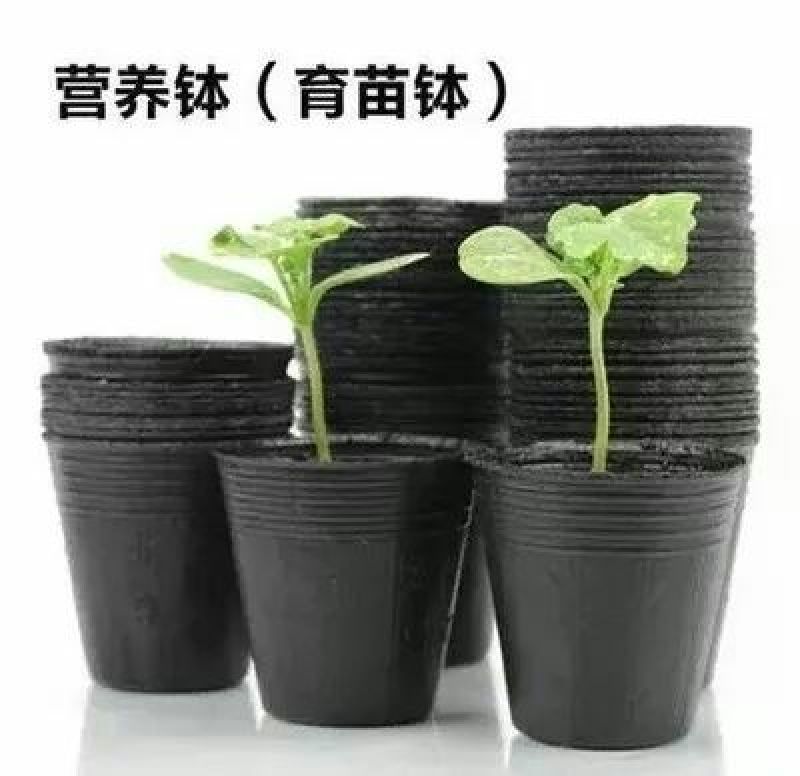 营养钵塑料育苗杯育苗钵一次性花盆育苗袋育苗杯
