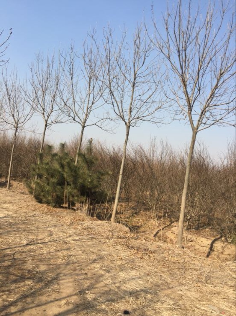 速生白蜡6~8cm4~6cm