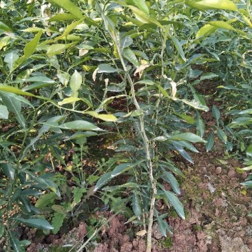 香橙苗50cm以下