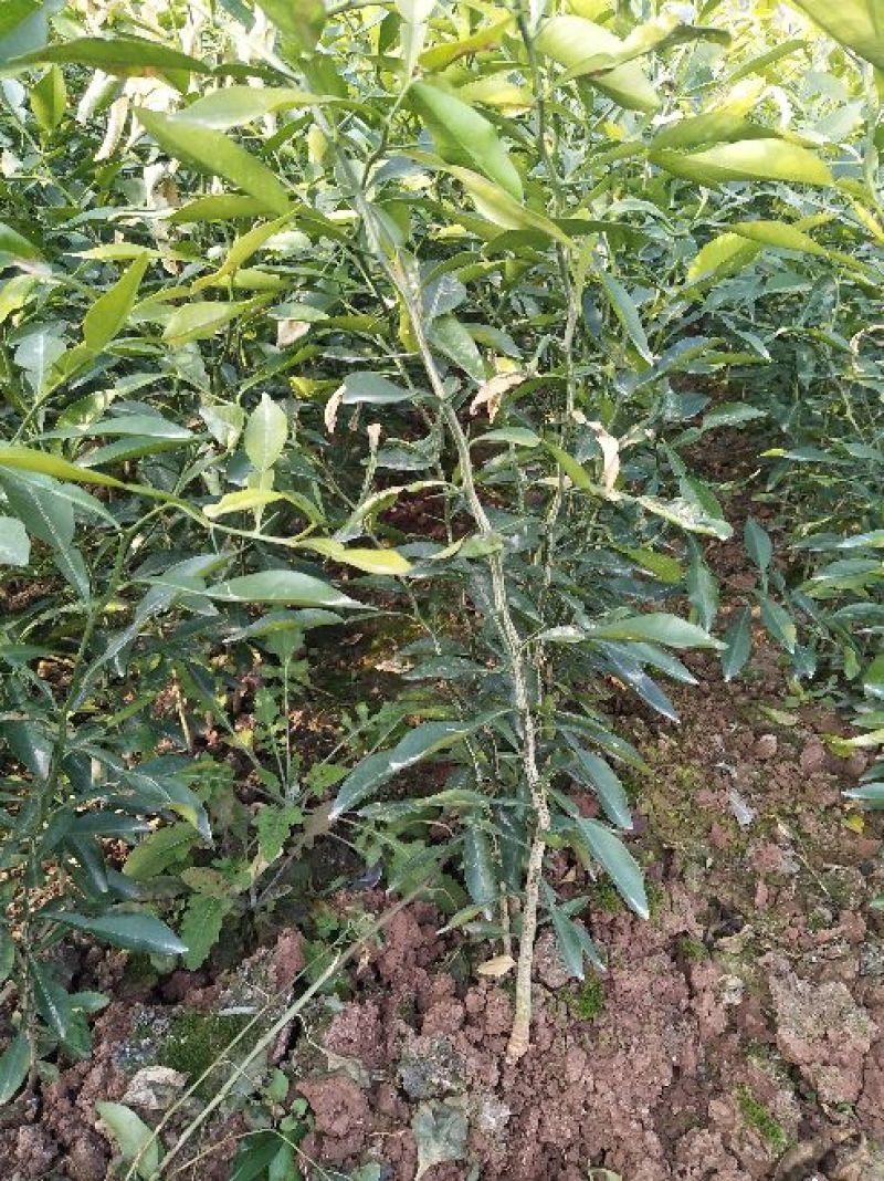香橙苗50cm以下
