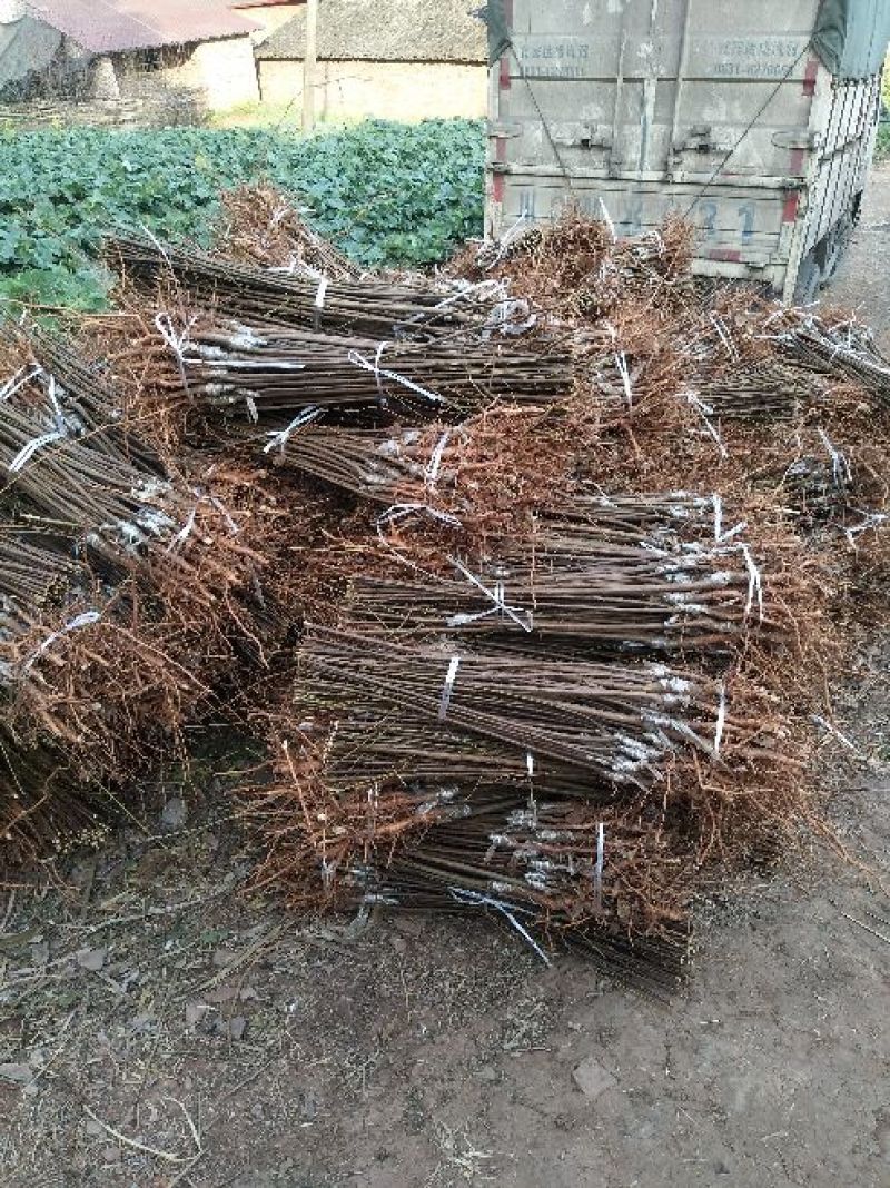 李子树苗100~150cm