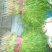 茴香20~30cm