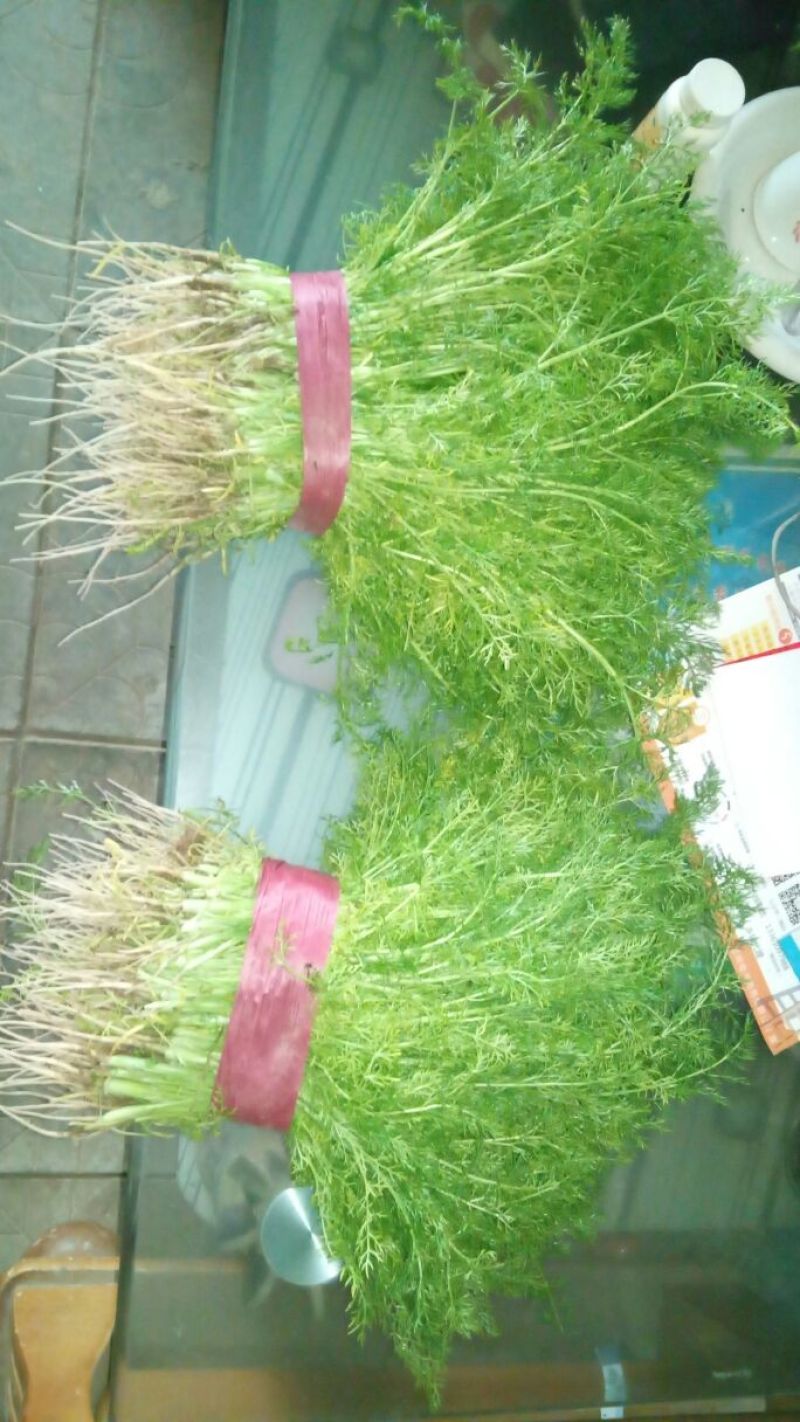 茴香20~30cm