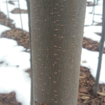 栾树8~10cm8~10cm3.5~4米