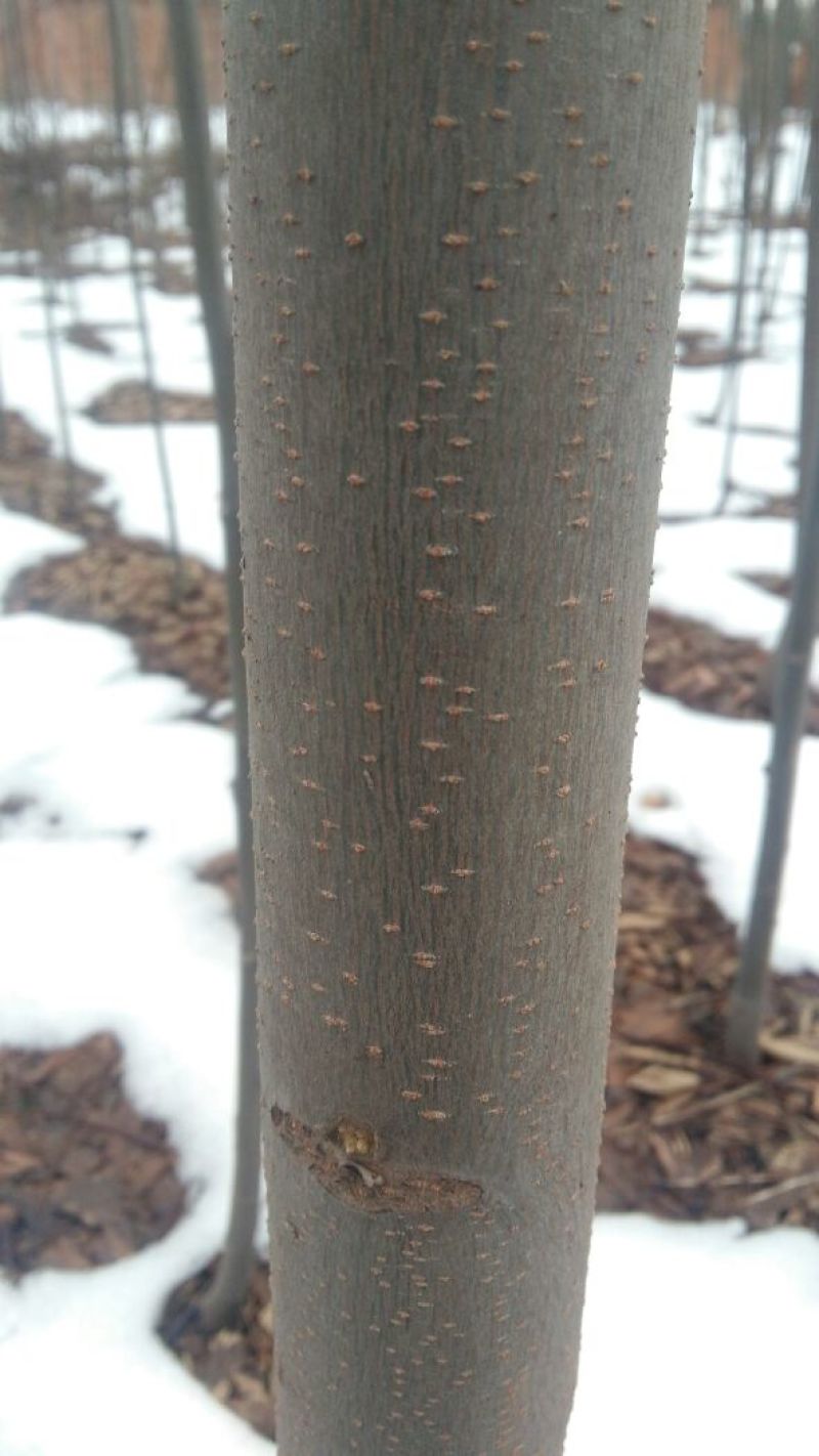 栾树8~10cm8~10cm3.5~4米
