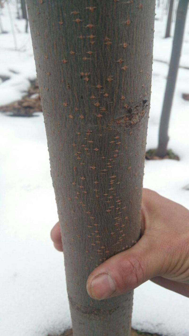 栾树8~10cm8~10cm3.5~4米