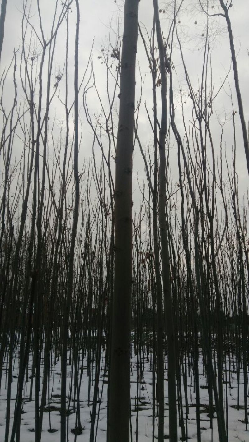 栾树8~10cm8~10cm3.5~4米
