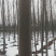 栾树8~10cm8~10cm3.5~4米