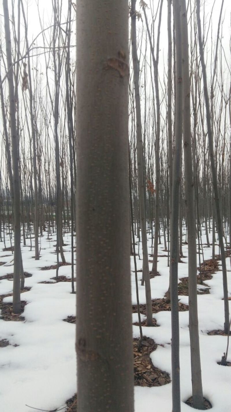 栾树8~10cm8~10cm3.5~4米