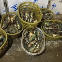 澳洲龙虾8只/kg以下