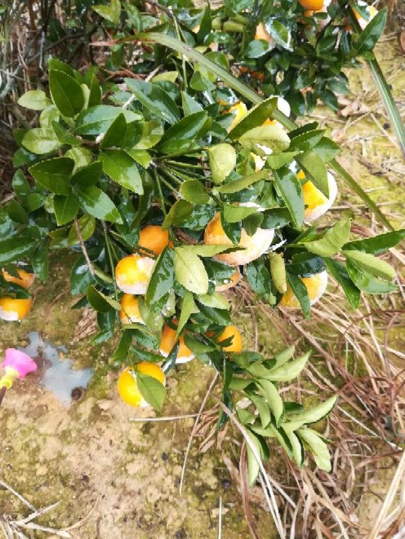 茂谷柑5~5.5cm