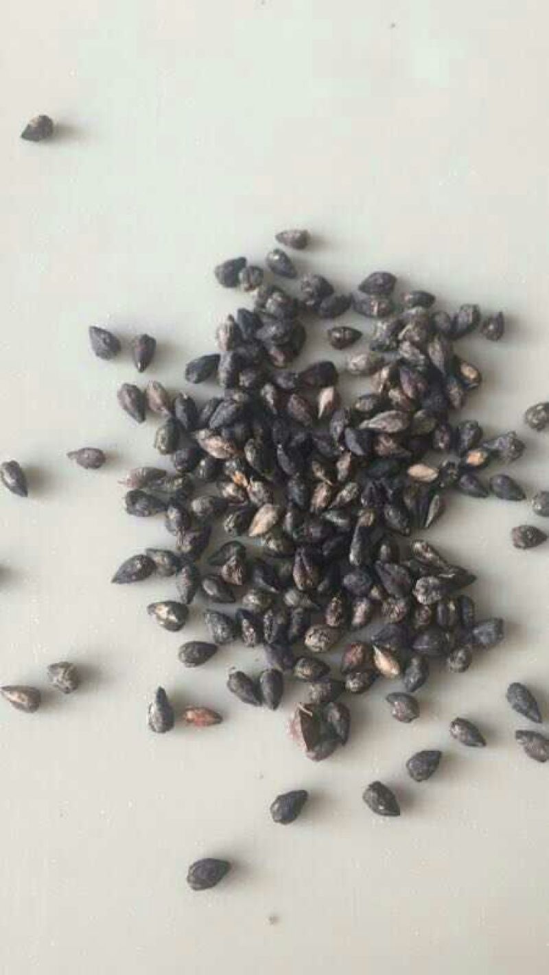 陕北榆林定边苦荞麦大量供应中