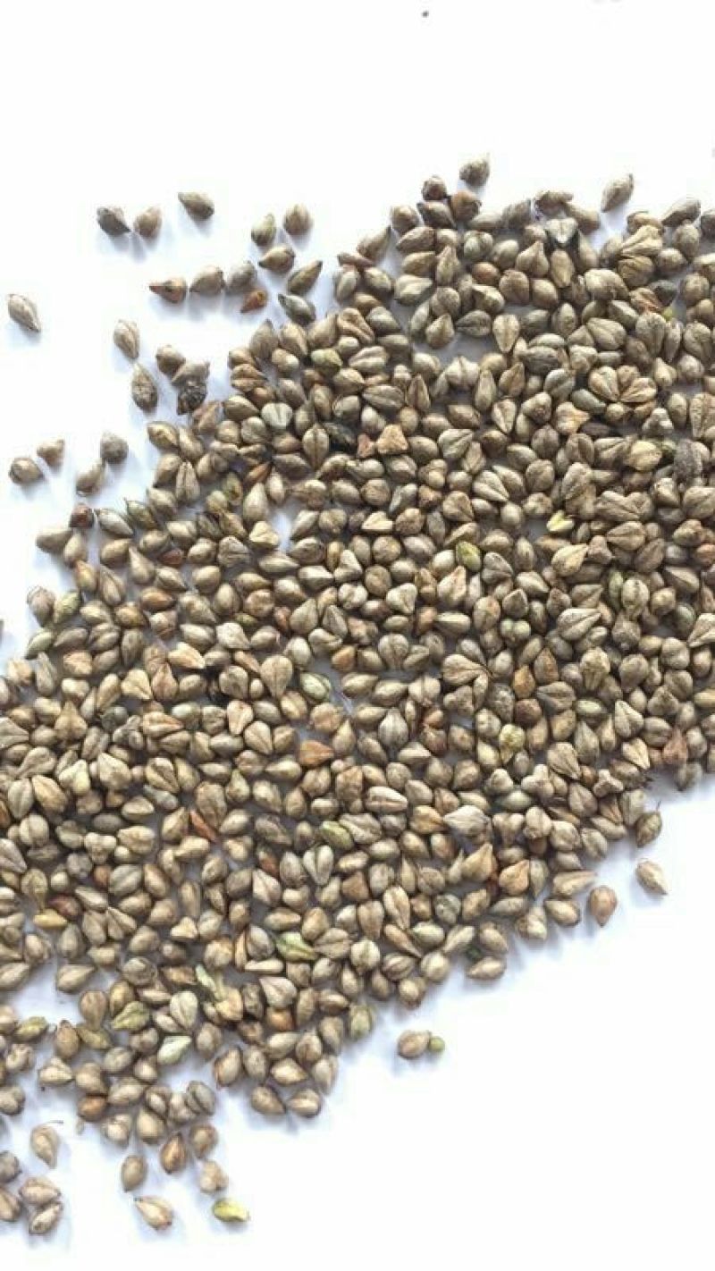 陕北榆林定边苦荞麦大量供应中