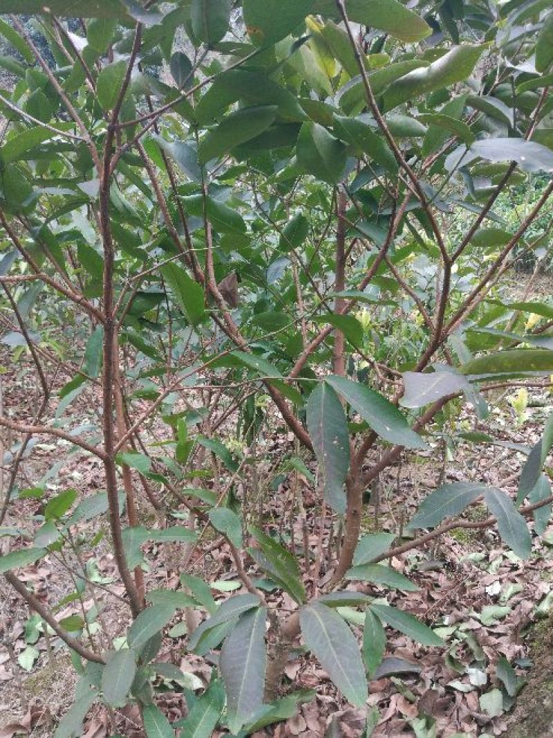 莲雾种苗大棵莲雾树
