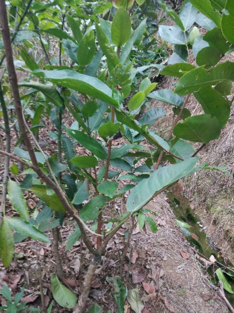 莲雾种苗大棵莲雾树