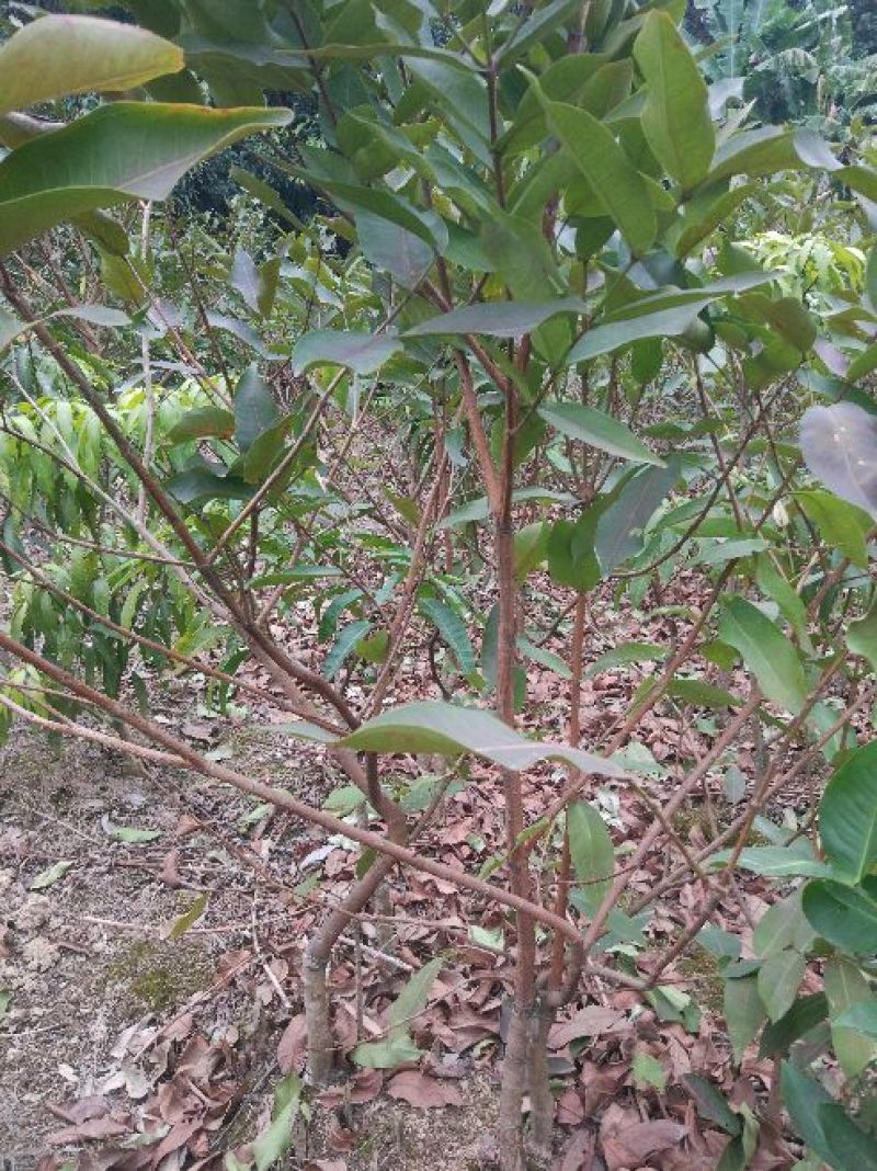 莲雾种苗大棵莲雾树