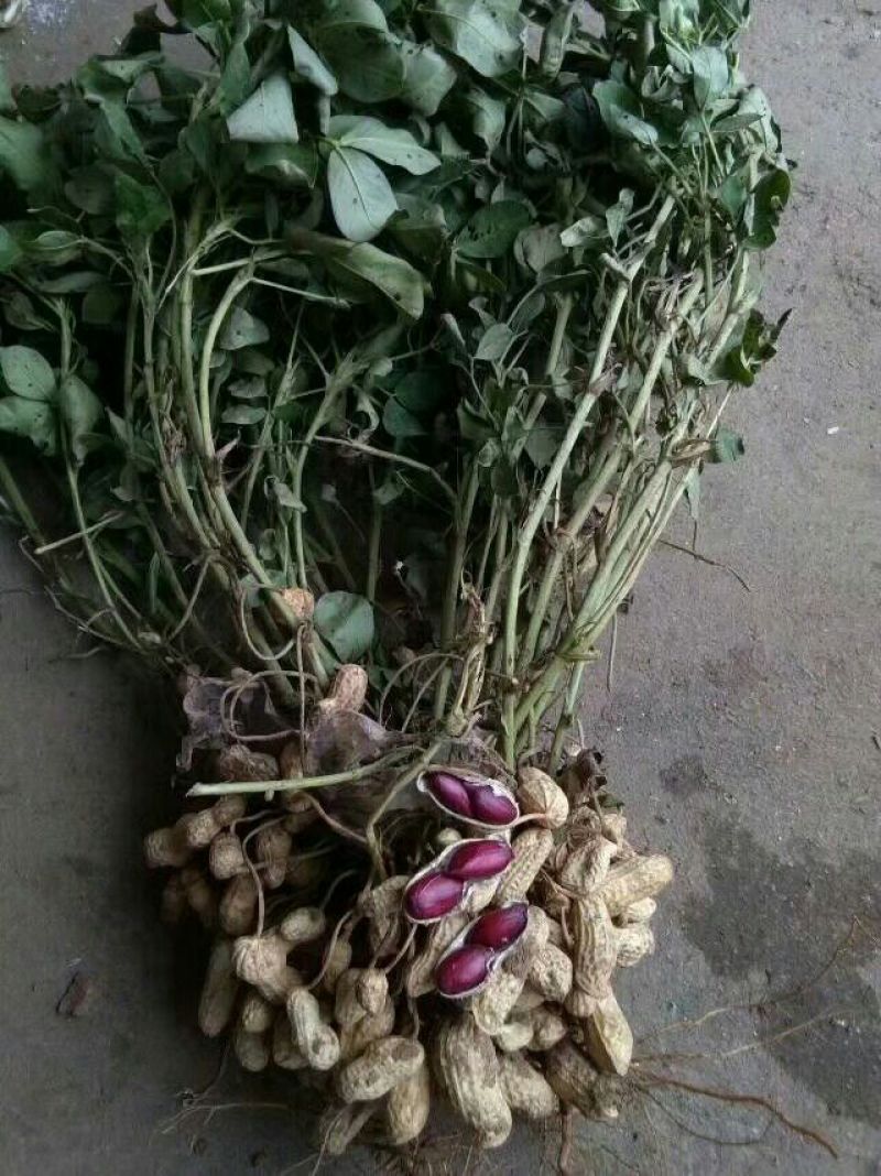 黑花生干货带壳