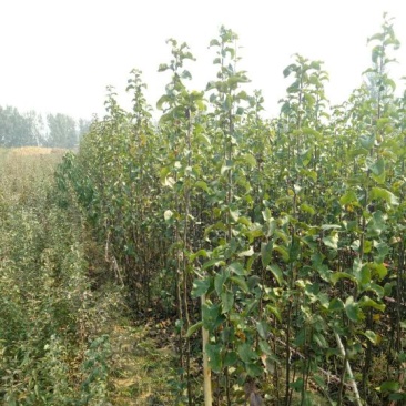玉露香梨树苗，品种纯正，基地直销，提供种植技术