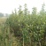 玉露香梨树苗，品种纯正，基地直销，提供种植技术