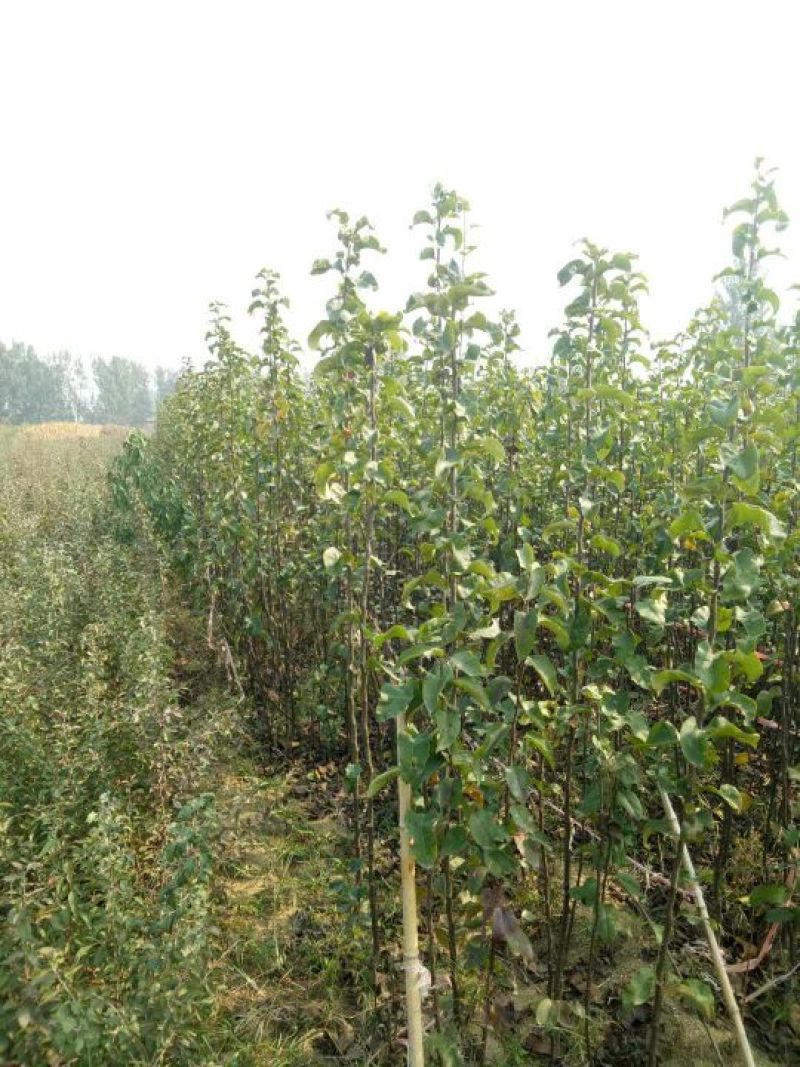 玉露香梨树苗，品种纯正，基地直销，提供种植技术