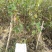 玉露香梨树苗，品种纯正，基地直销，提供种植技术
