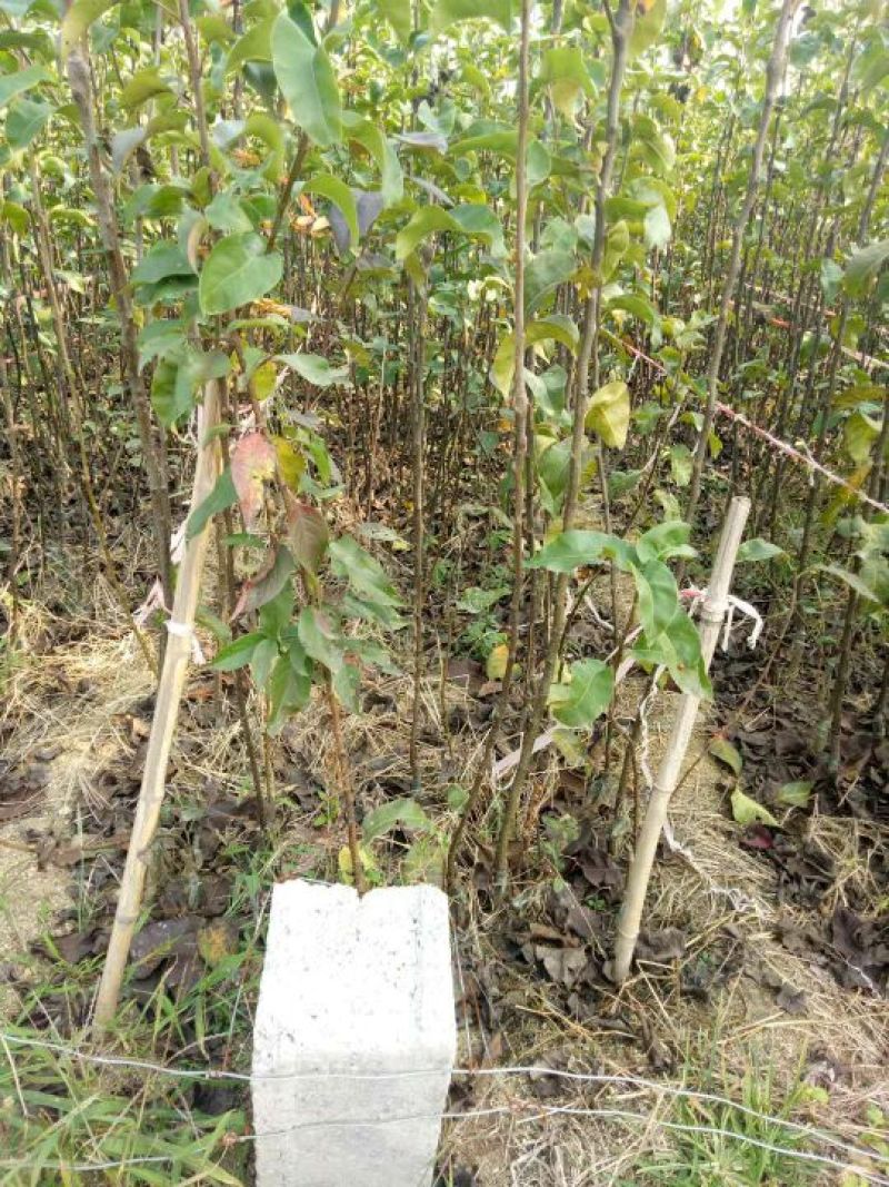 玉露香梨树苗，品种纯正，基地直销，提供种植技术