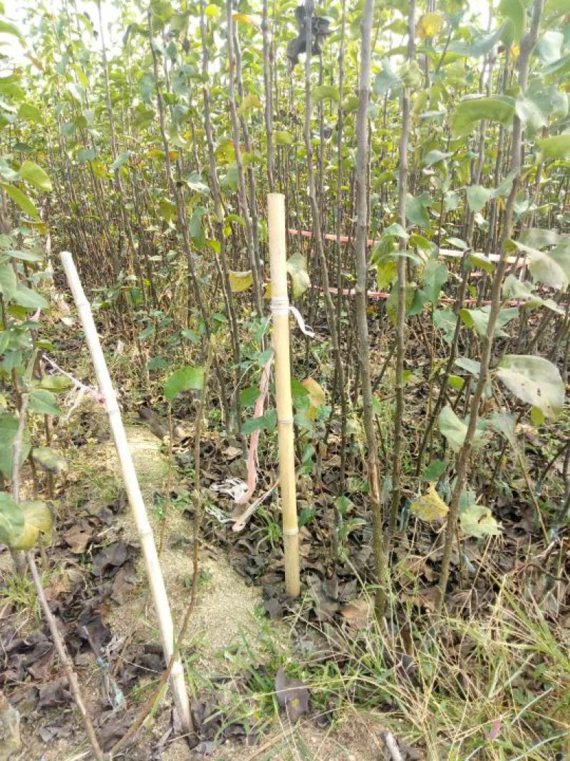 玉露香梨树苗，品种纯正，基地直销，提供种植技术