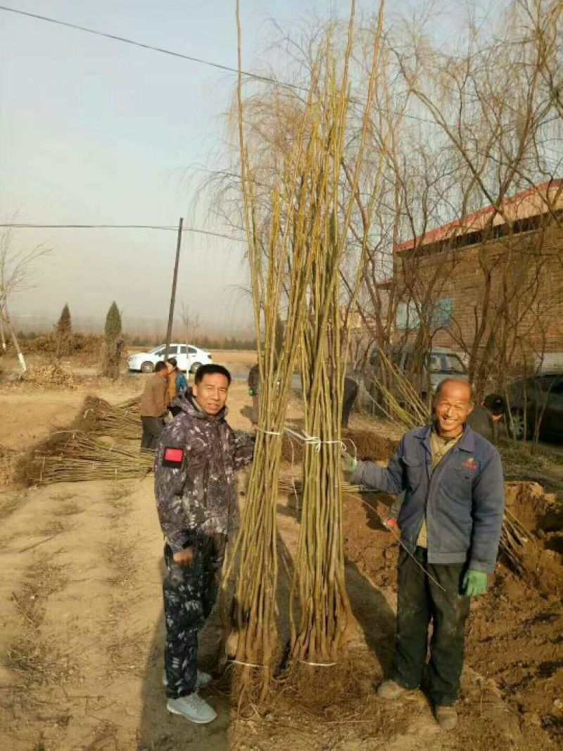 基地直销嫁接核桃苗，香玲，8518薄皮核桃苗提供种植技术