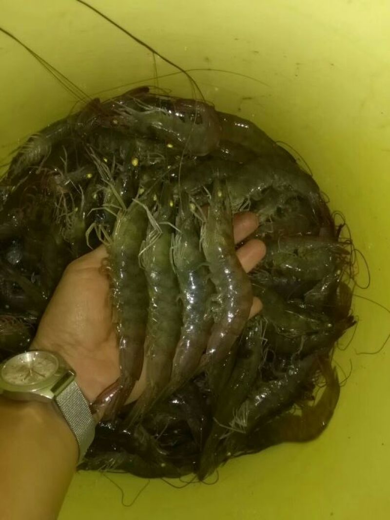 基围虾（白对虾）