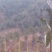 丹桂苗80cm以上