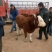 肉牛200~300斤