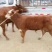 肉牛200~300斤
