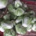 大量供应大白菜4~6斤净菜