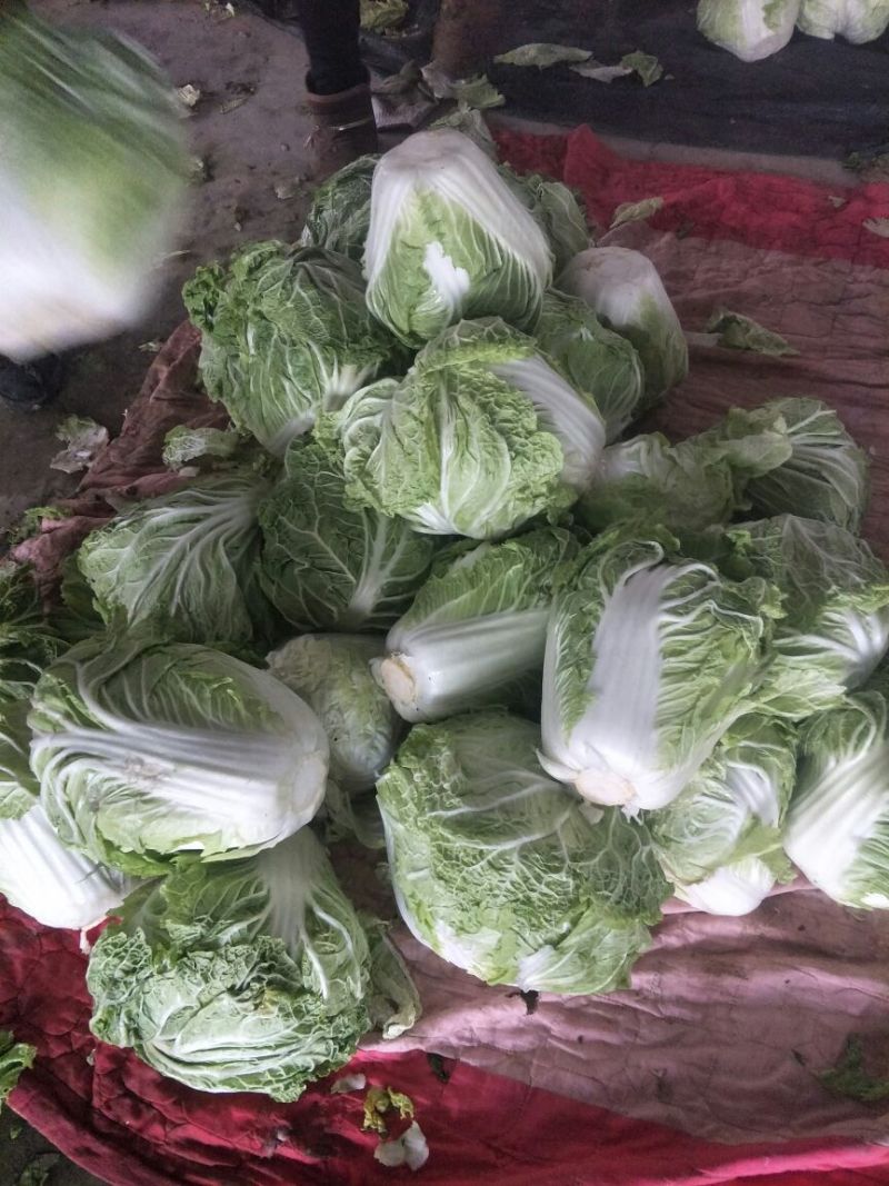 大量供应大白菜4~6斤净菜