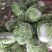 大量供应大白菜4~6斤净菜