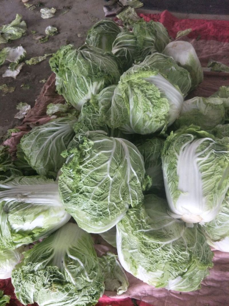 大量供应大白菜4~6斤净菜
