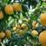 黄桃树苗黄金蜜1号早熟丰产基地直销保证品种