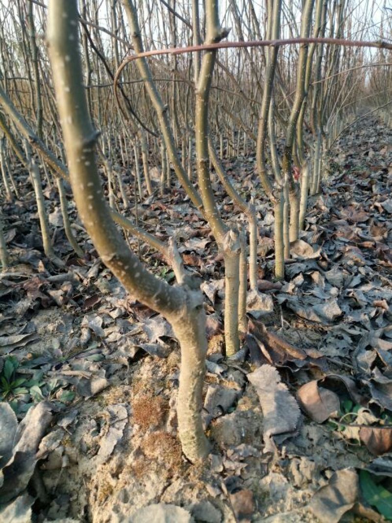 梨树苗黄金梨树苗黄金梨苗皮薄无渣口感脆甜保证品种质量