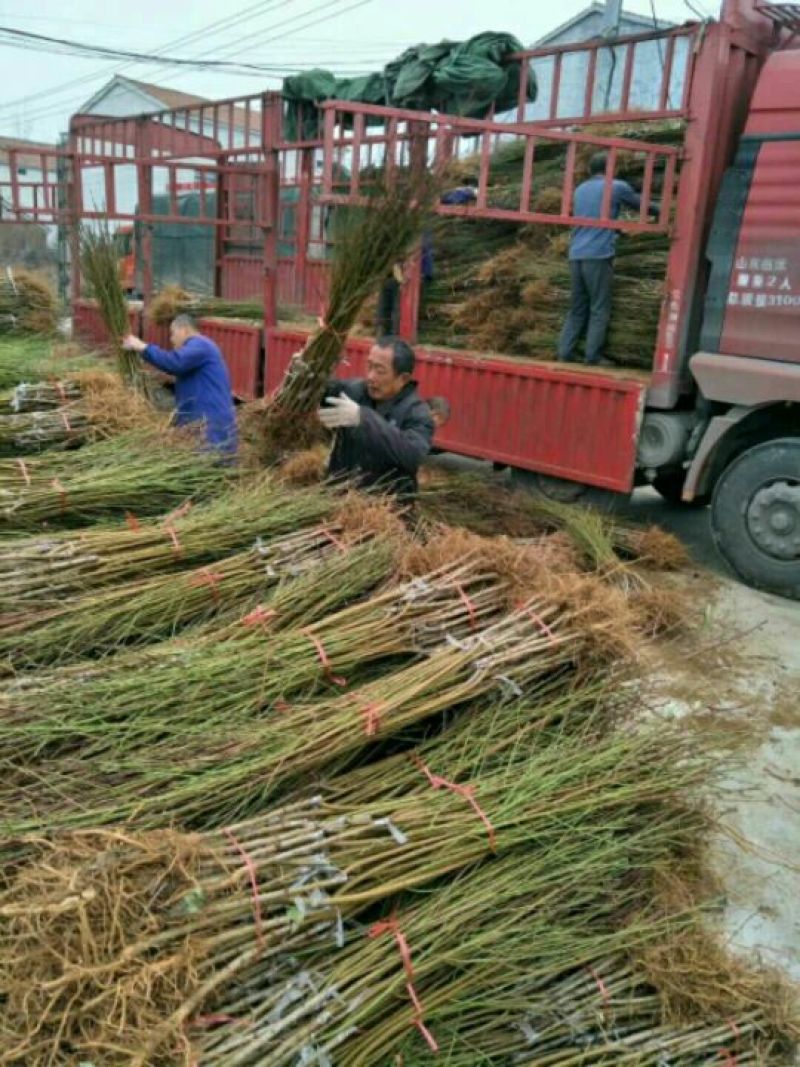 桃树苗早中晚熟，黄桃，冬桃，血桃基地直销保证质量纯度!