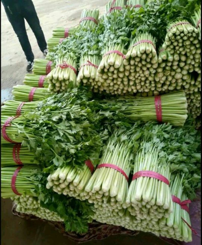 芹菜45cm以上特级货