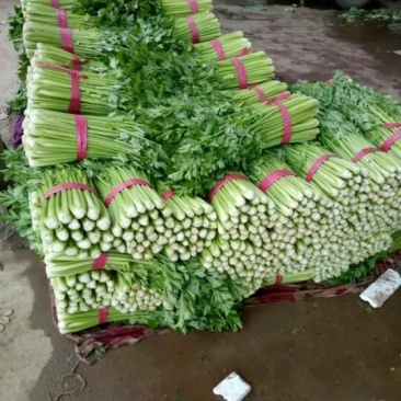 芹菜45cm以上特级货